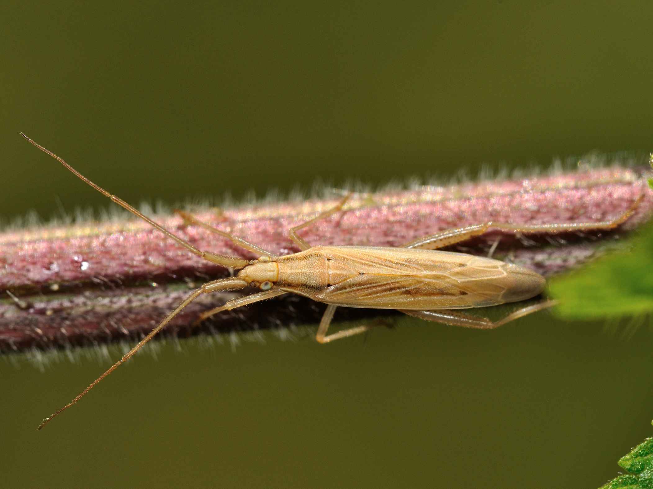 Miridae: Stenodema sericans dell''Abruzzo e CHIAVE DICOTOMICA